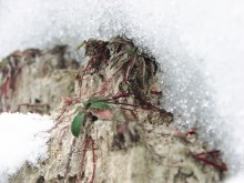 Das Leben unter Schnee / ***