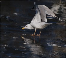 Ice Ballet / ***
