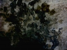 Metamorphose / ***