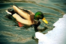Duck / ***