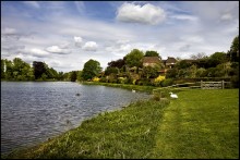 Country Life ...... / ***