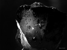 Devil\'s Rose .... / .......