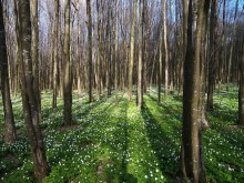 Morgen im Wald / ***