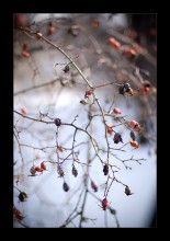 Frühling / ***