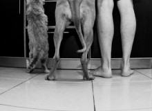 Evolution / ***