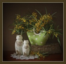 CATS MÄRZ .... / ***