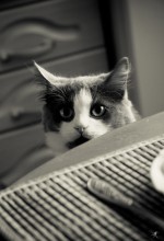 Spy / ***