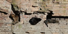 ROMA / I GATTI DI ROMA