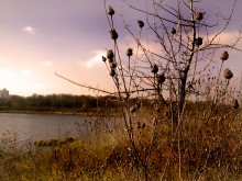 Distel / ***