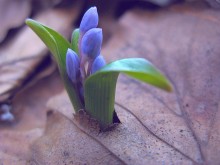 ... Fragile Frühling .... / ***