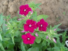 Sommer Blume / 26.07.09