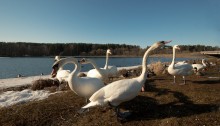 Bis zum Frühjahr / *******