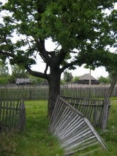 Kustarevka / ***