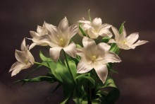 Tulpen / ***