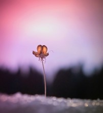 ..the one.. / ***