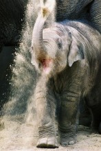 Elephant. / ***
