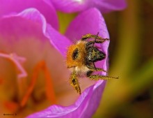 Hummel / *****