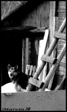Hund / ***