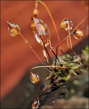 Kies des Meeres ... / ***