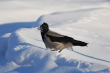 Schwimmen im Schnee / ***