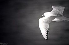the seagull / ..................