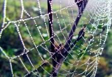Perlen / ***