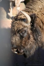 Wisent / ***