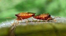 Defenders Holz Elasmucha ferrugata / Elasmucha ferrugata