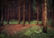 Kieferwald / ................