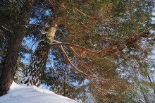 Winter / ***