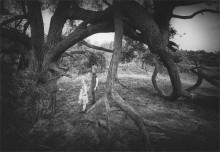 "Wir haben keine Angst wir" Wald Tier! " / ***