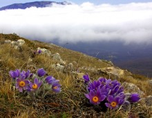 Frühling auf den südlichen Hängen des Krim-Gebirge / ***