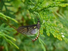 Ephemera Common / Ephemera vulgata