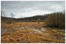 Balota on woodland / *****