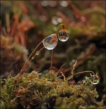 Schischkin Les ... / ***