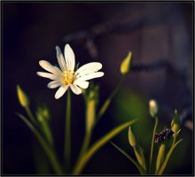 Guten Morgen ... / ***