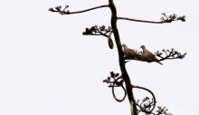Schildkröte / ***