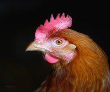 Miss Coop 2011 / ***