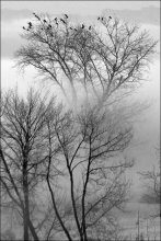 Nebel / ***