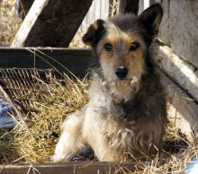 Spring Hund / ***