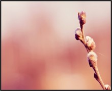Hier haben wir Frühling ... / ***
