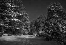 Waldwege / ***