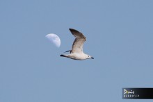 Möwe / ***