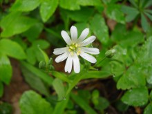 Morgen in den Wald. / ***