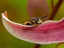 Sand Wespe / Philanthus triangulum