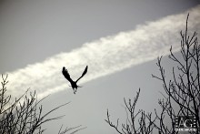 Flug / ***
