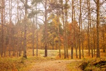 Herbst im Park ... / ***