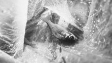 Kleine Fische / ______