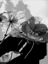 Klematis / ***