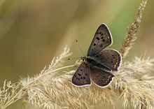 Ducat chernopyatnisty / ***